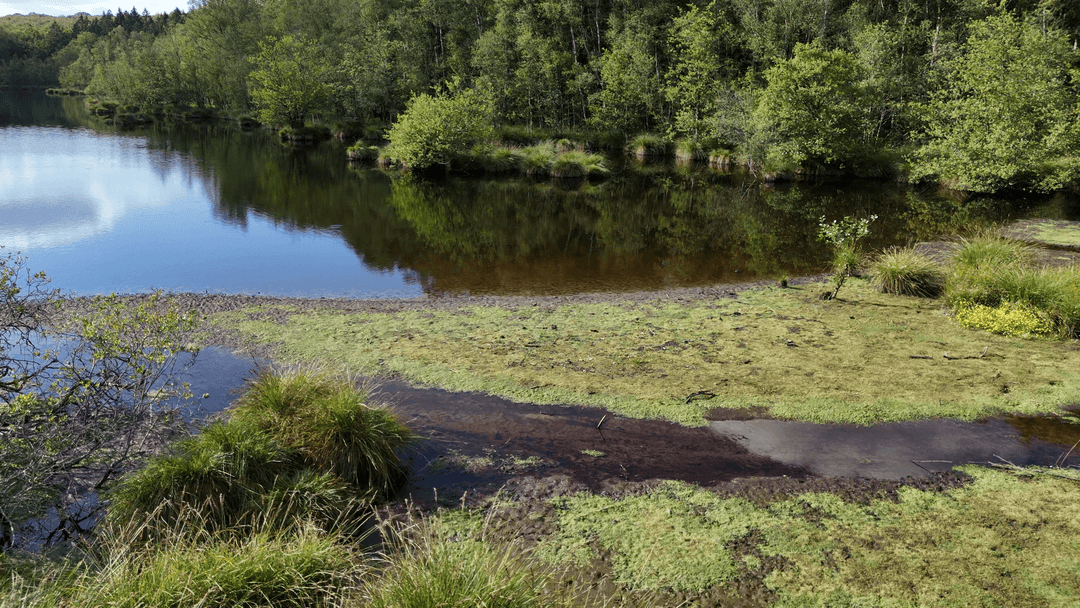 2 étangs de 12ha en déconnexion totale au coeur de la nature 