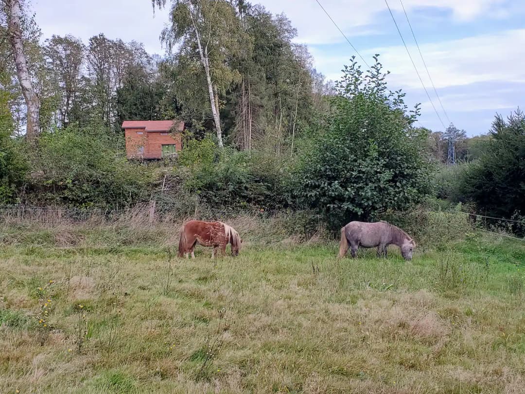 Gîte et son étang à côté des chevaux 