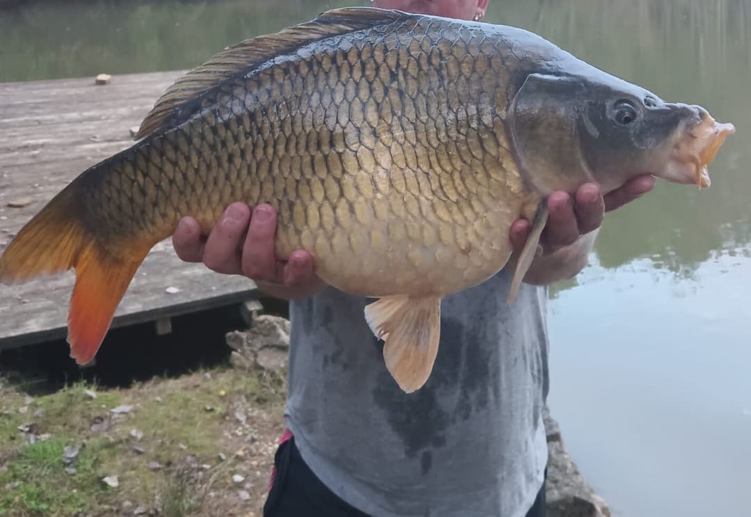 Joli chalet-terrasse avec son étang sauvage en Saône et Loire 