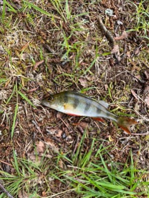 Etang pour camper dans la Nièvre 