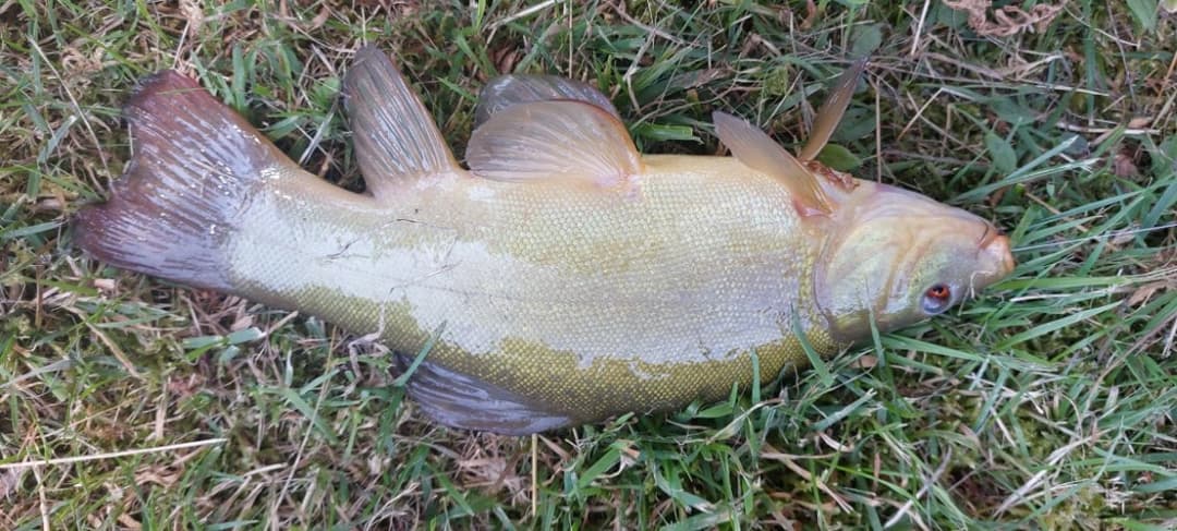 Etang pour camper dans la Nièvre 