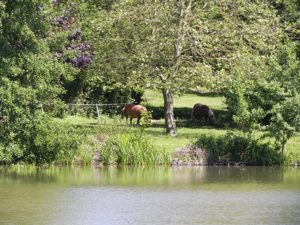 Maison au bord de l’étang pour une évasion en pleine nature 