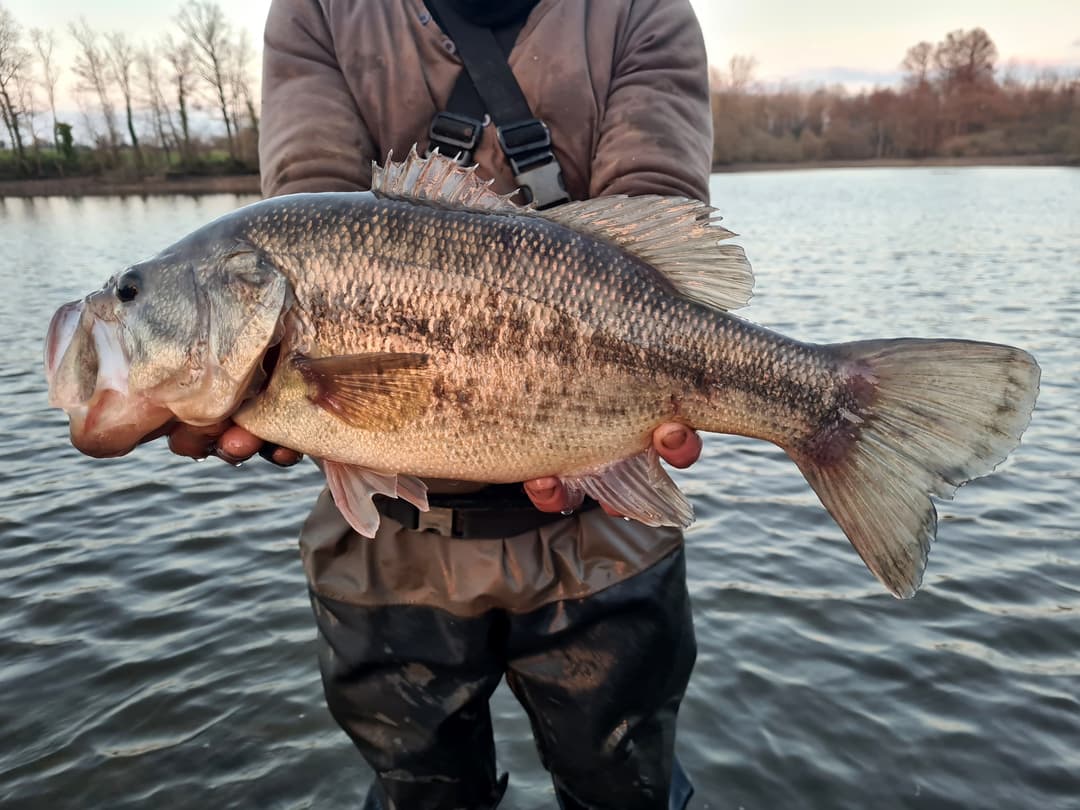 Etang avec bateau cabané au cœur d'un élevage piscicole