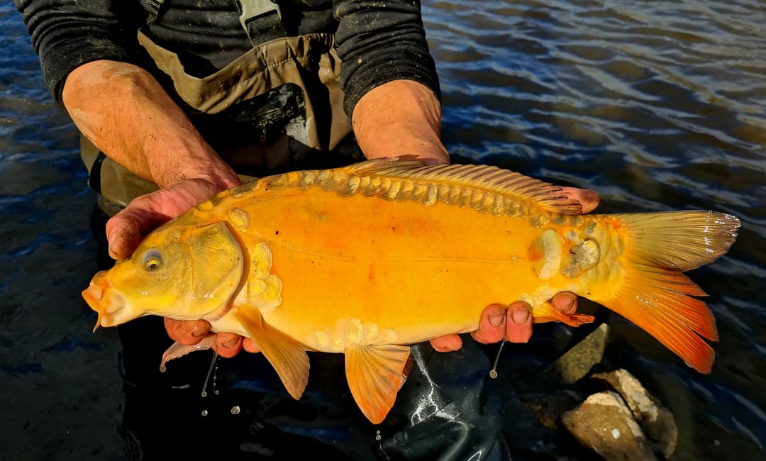 Etang avec bateau cabané au cœur d'un élevage piscicole