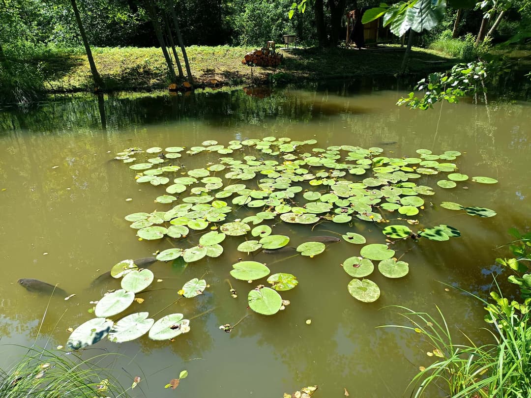 Évasion Nature près de Paris : Découvrez notre Étang de Pêche aux Carpes et Poissons Blancs 