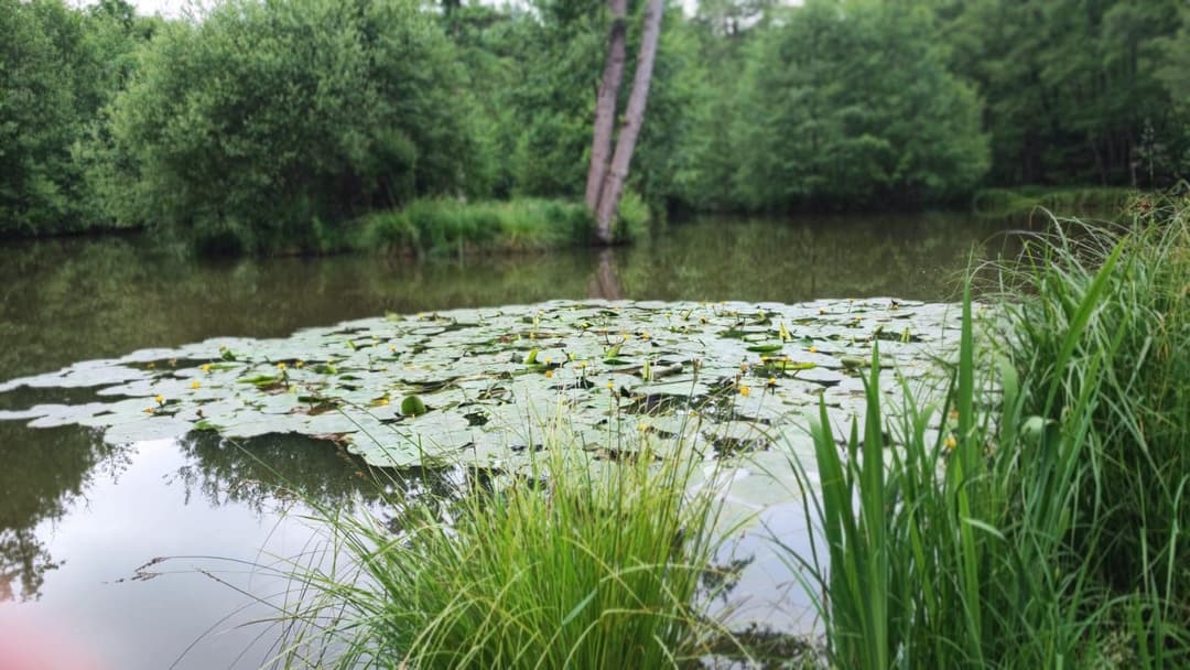 Évasion Nature près de Paris : Découvrez notre Étang de Pêche aux Carpes et Poissons Blancs 