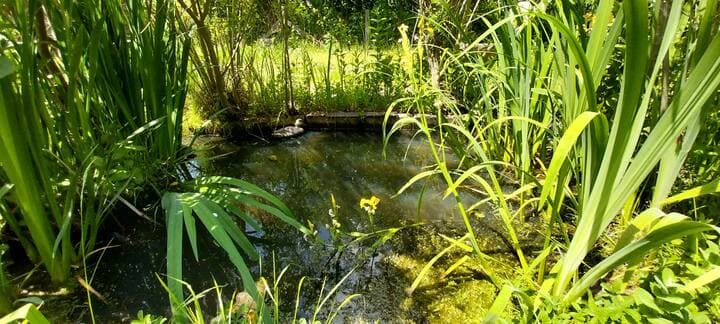 Chalet rénové au bord d’une petite marre avec vue sur la rivière la tortue?