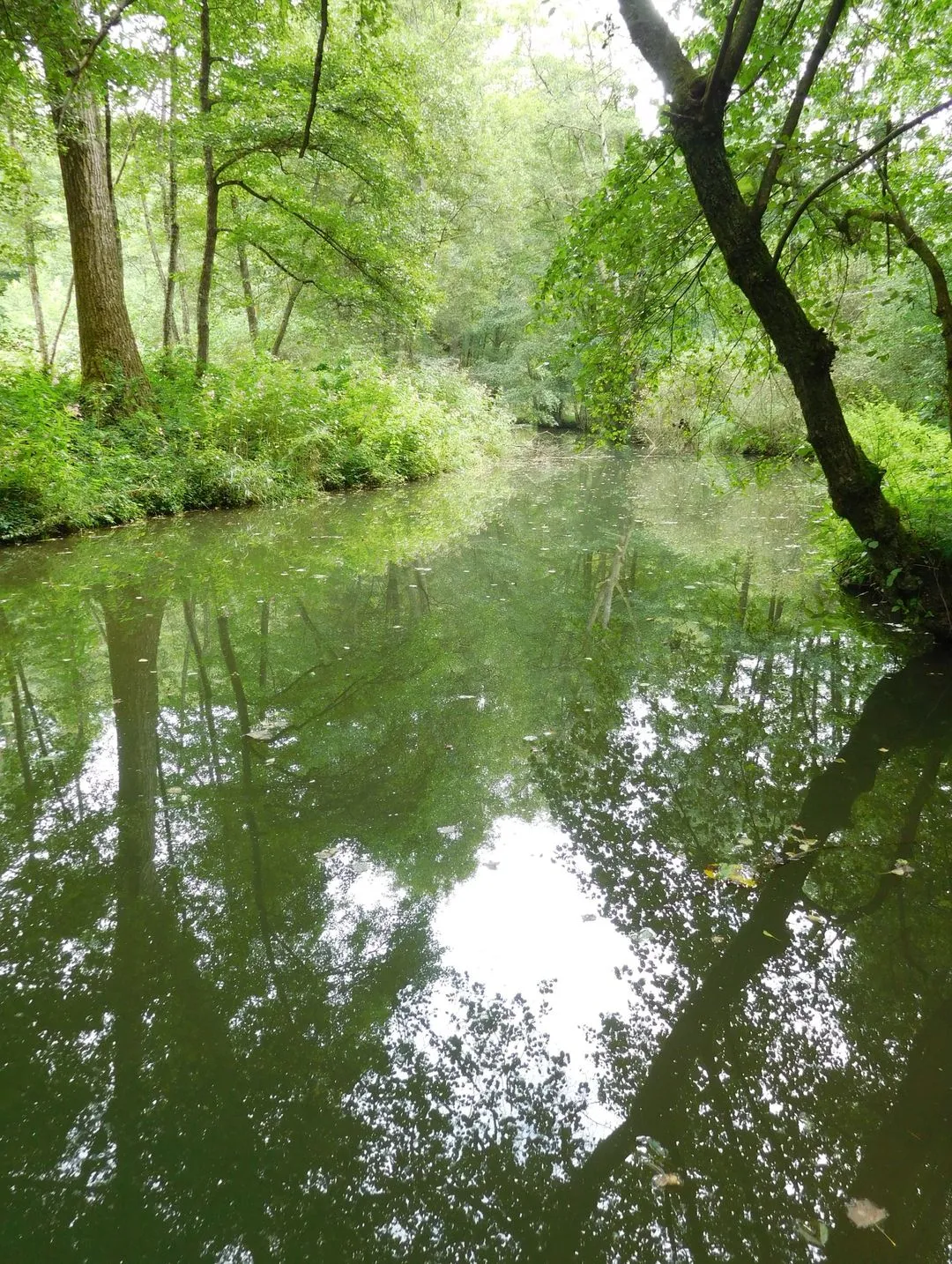Gîte authentique en pleine nature au bord d’une rivière avec étangs de pêche en Alsace