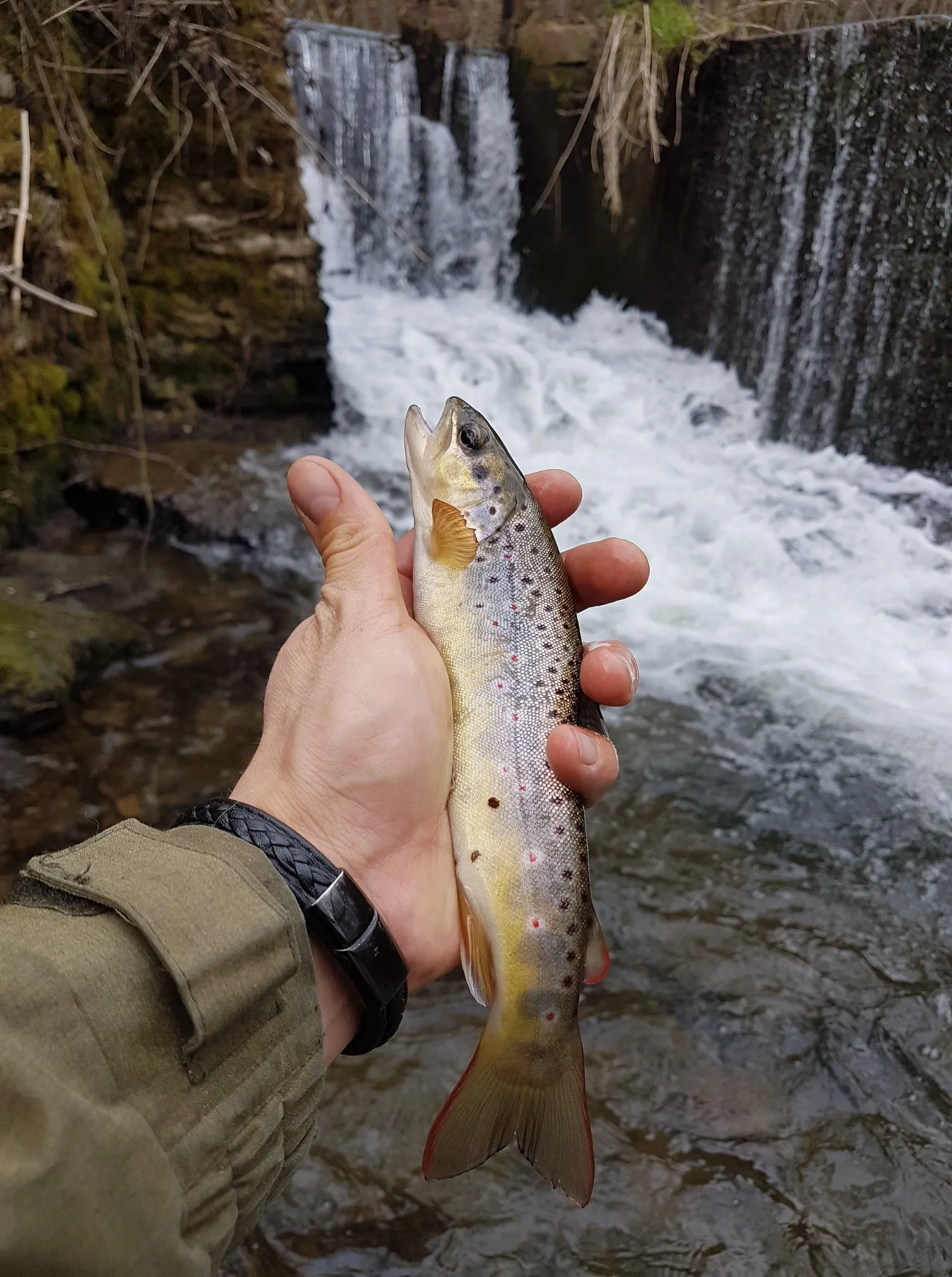 Gîte authentique en pleine nature au bord d’une rivière avec étangs de pêche en Alsace