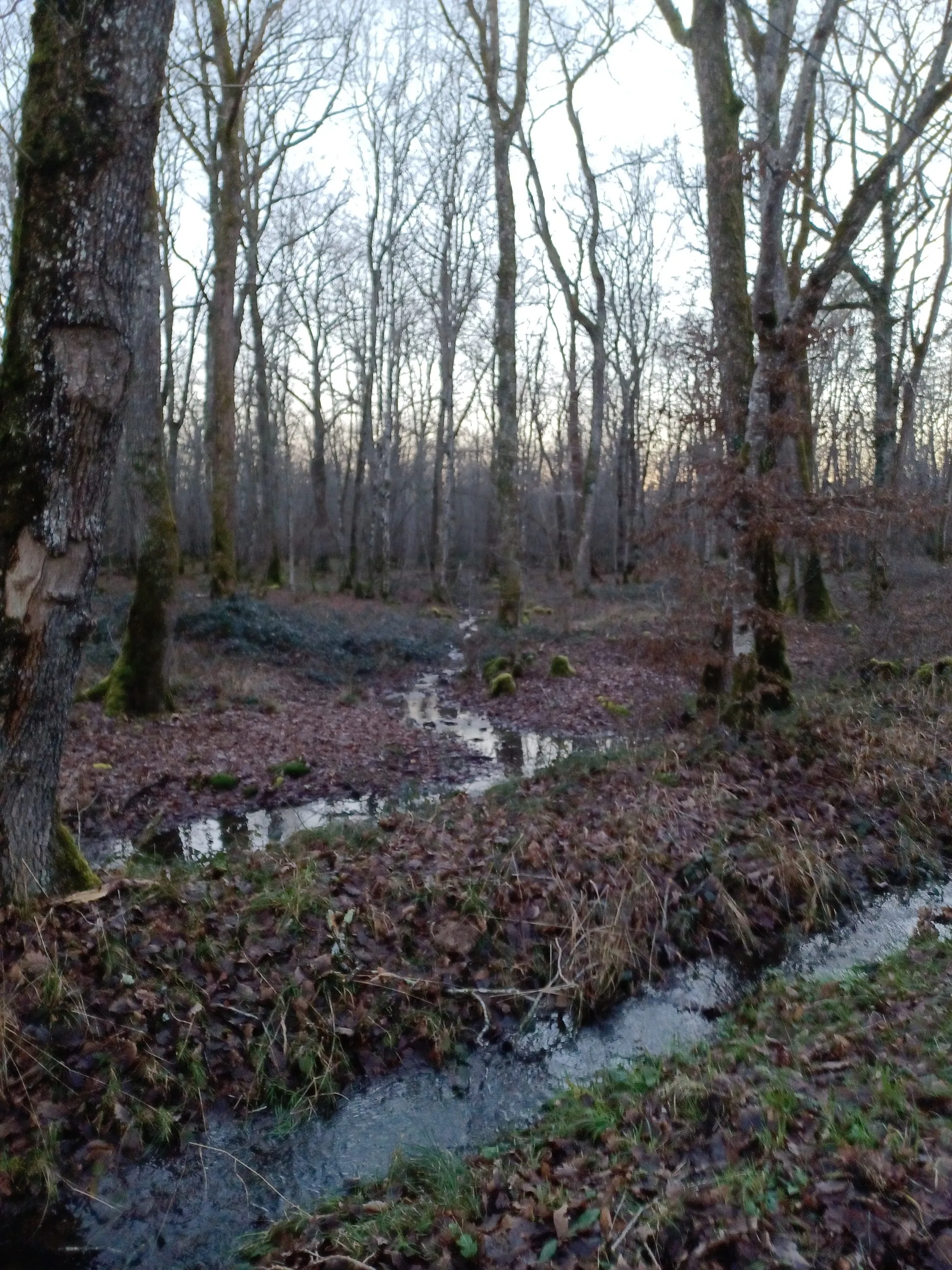 Pond of 39.54 ac; upscale cottage, nature, calm, beauty, serenity (7 beds)