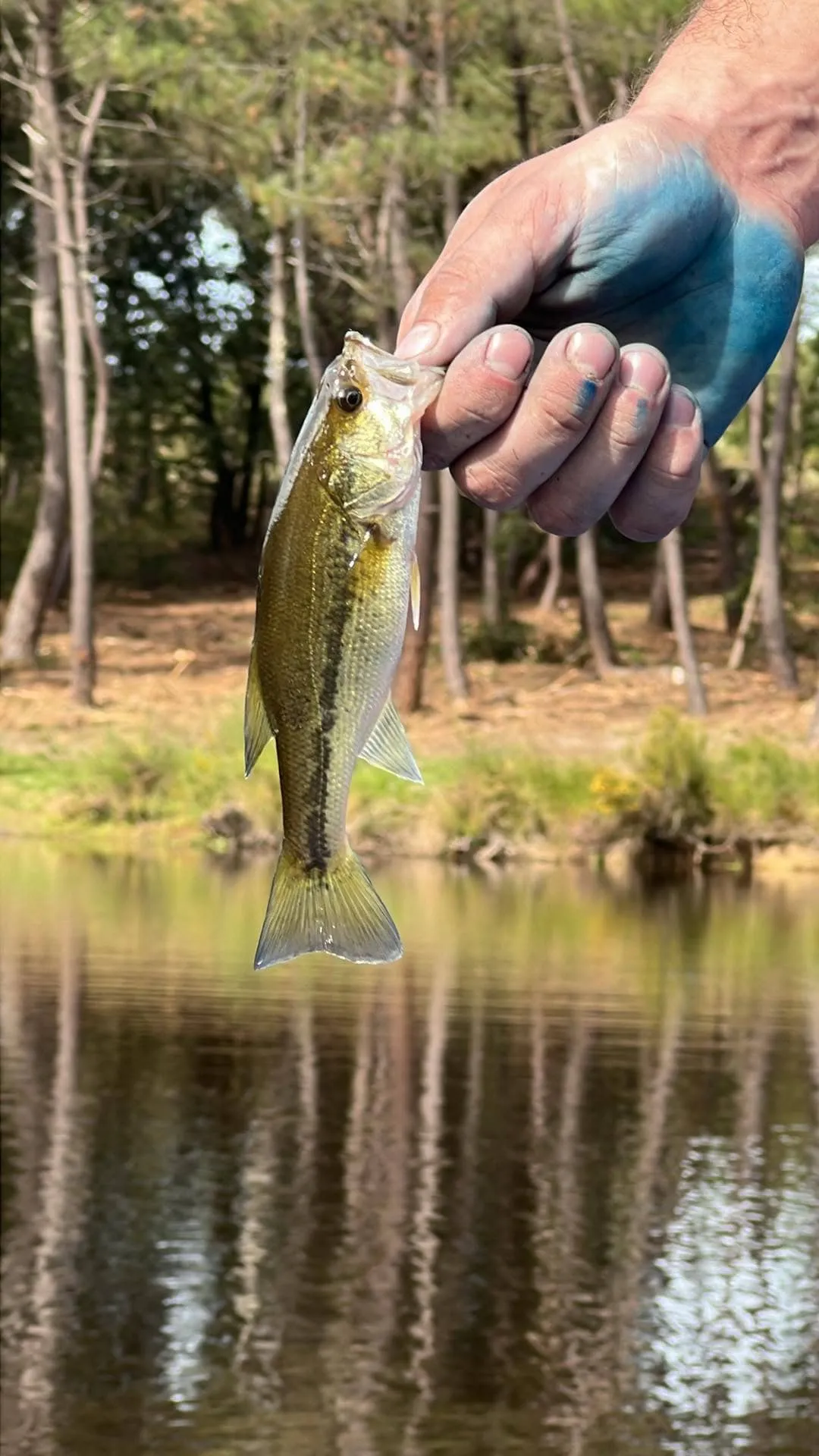 Etang tranquille au cœur d’une forêt de 30 hectares, clos.