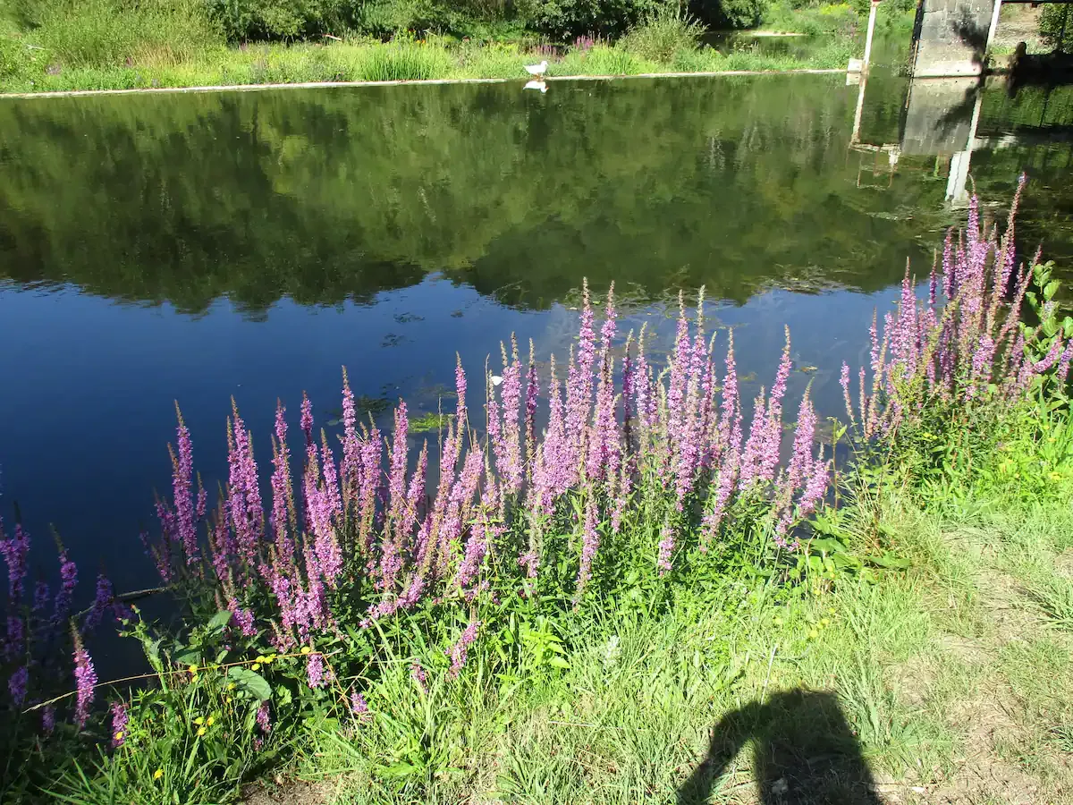 Gîte évasion nature au bord de l’eau