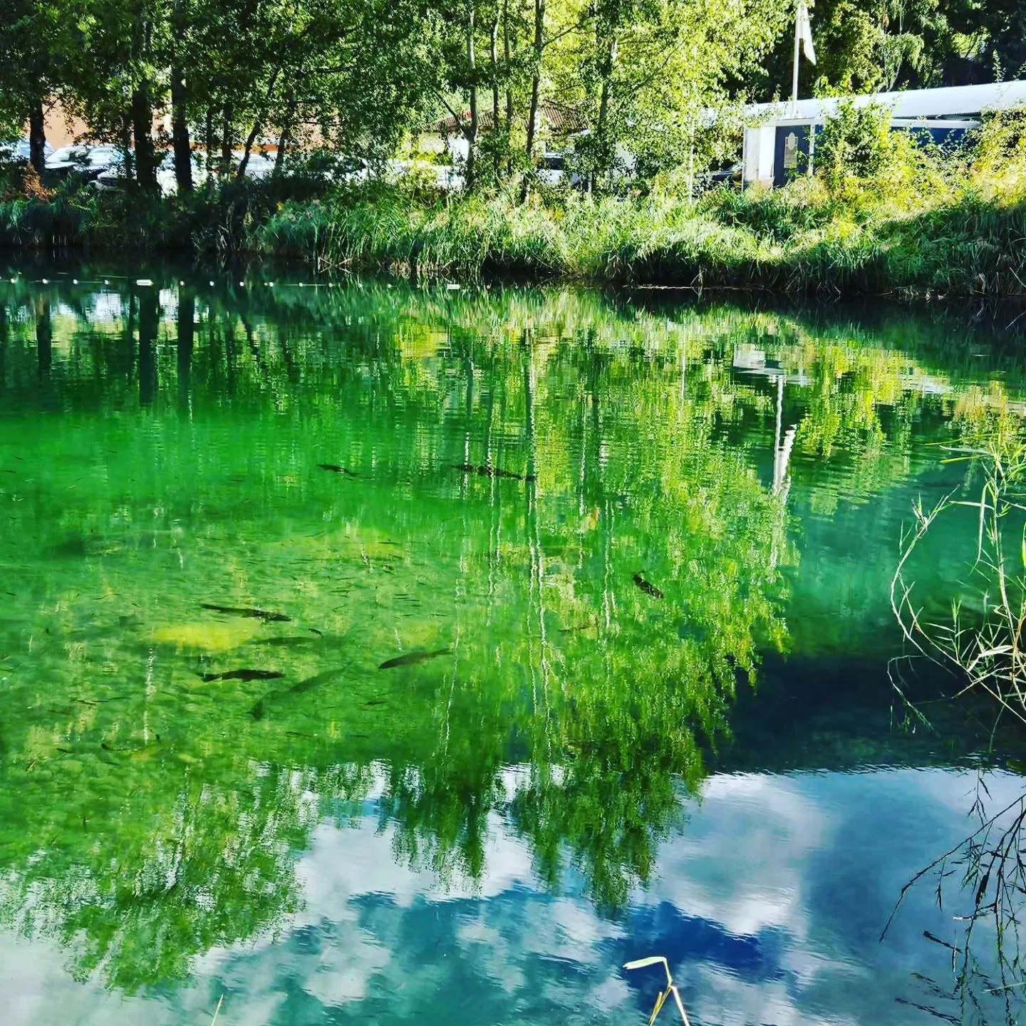 Location d'un lac de pêche avec des truites, saumons et poissons d'exception en Suisse
