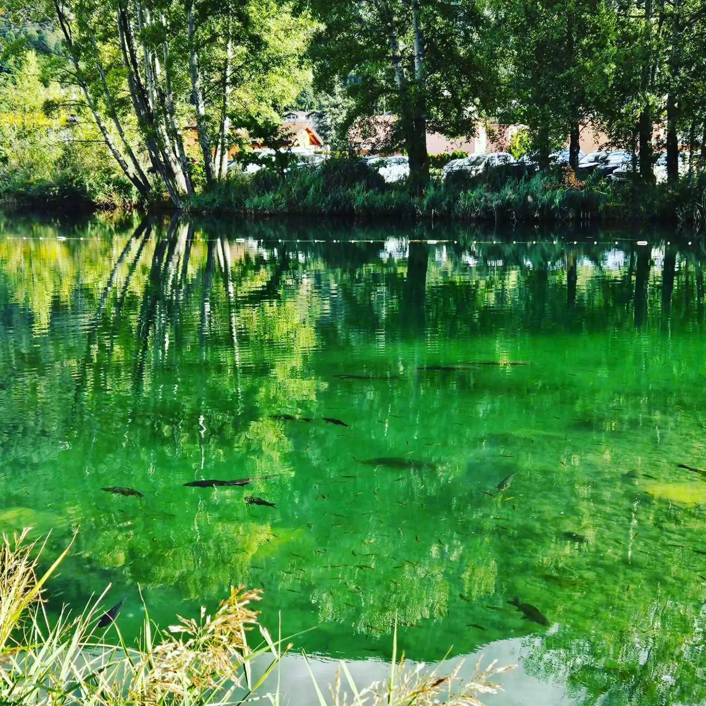 Location d'un lac de pêche avec des truites, saumons et poissons d'exception en Suisse