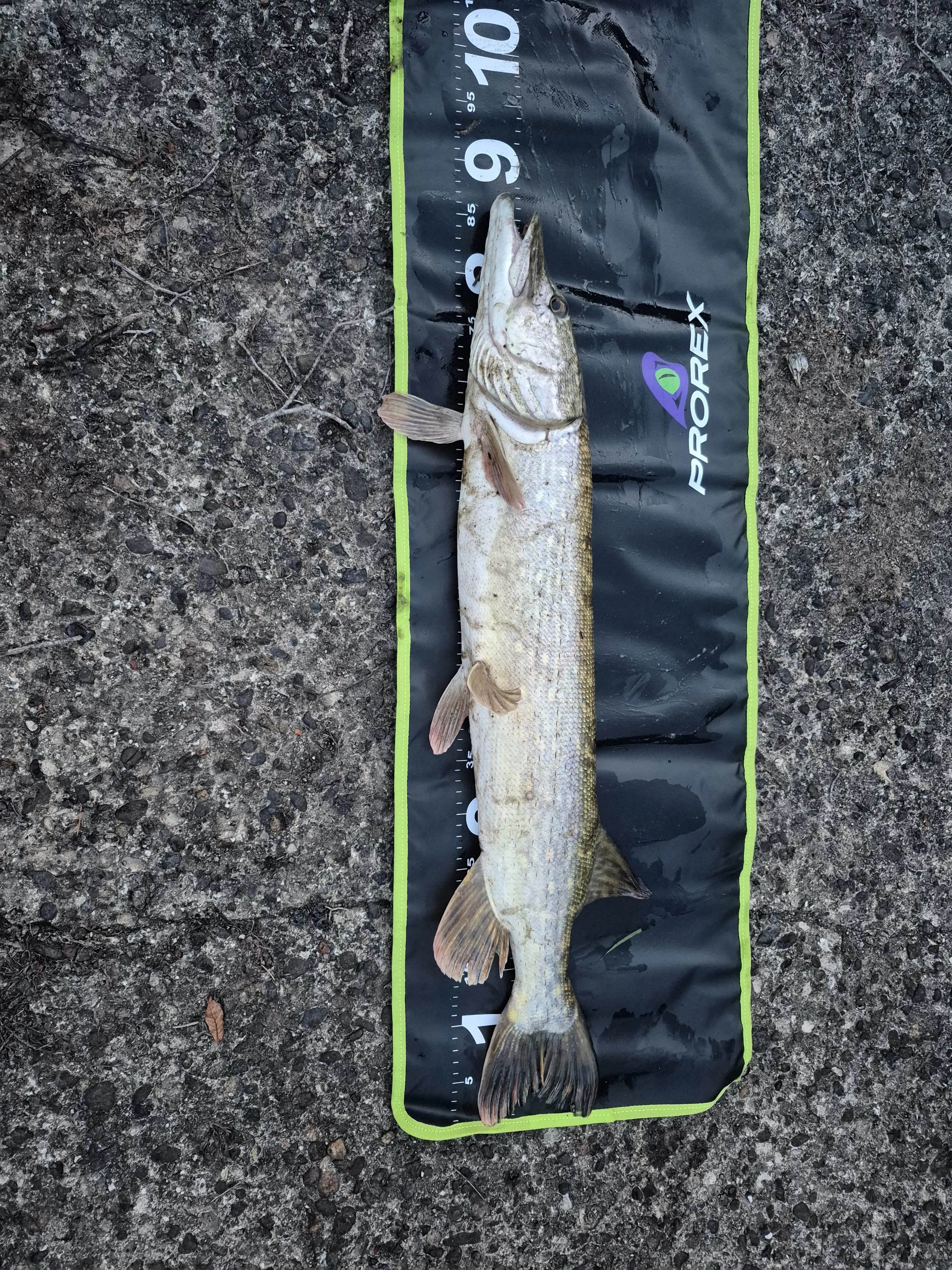 Gite du château avec étang privé de 18 ha - 2 à 8 personnes