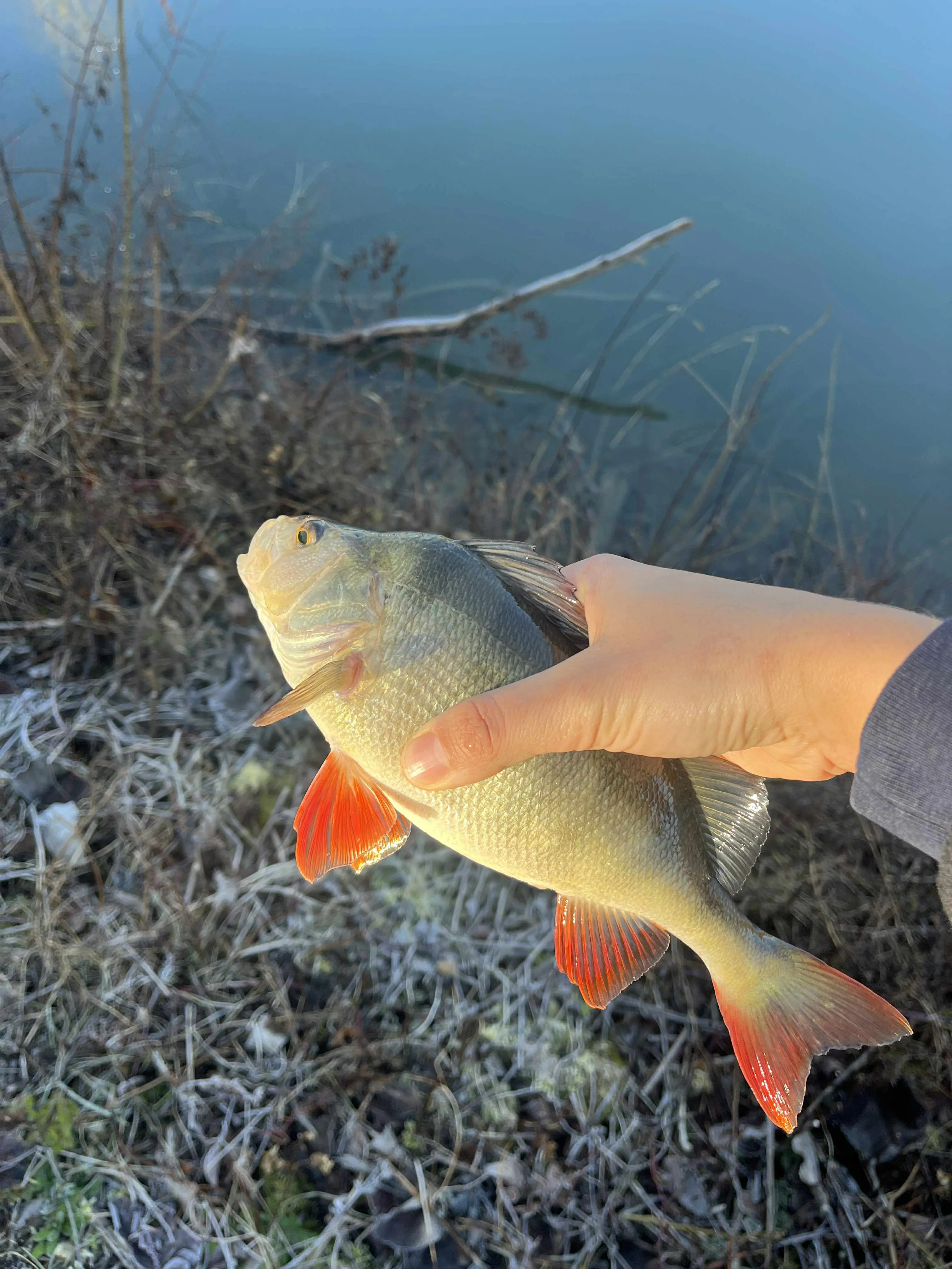 Étang avec yourte aménagée et forte population de poissons !