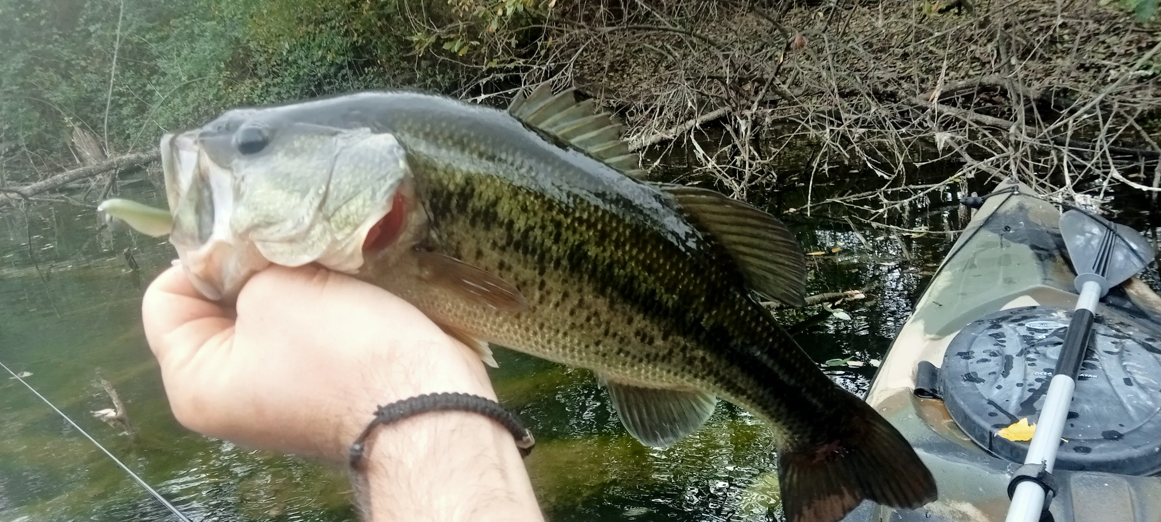 Deux étangs de 3ha à louer dans les Landes