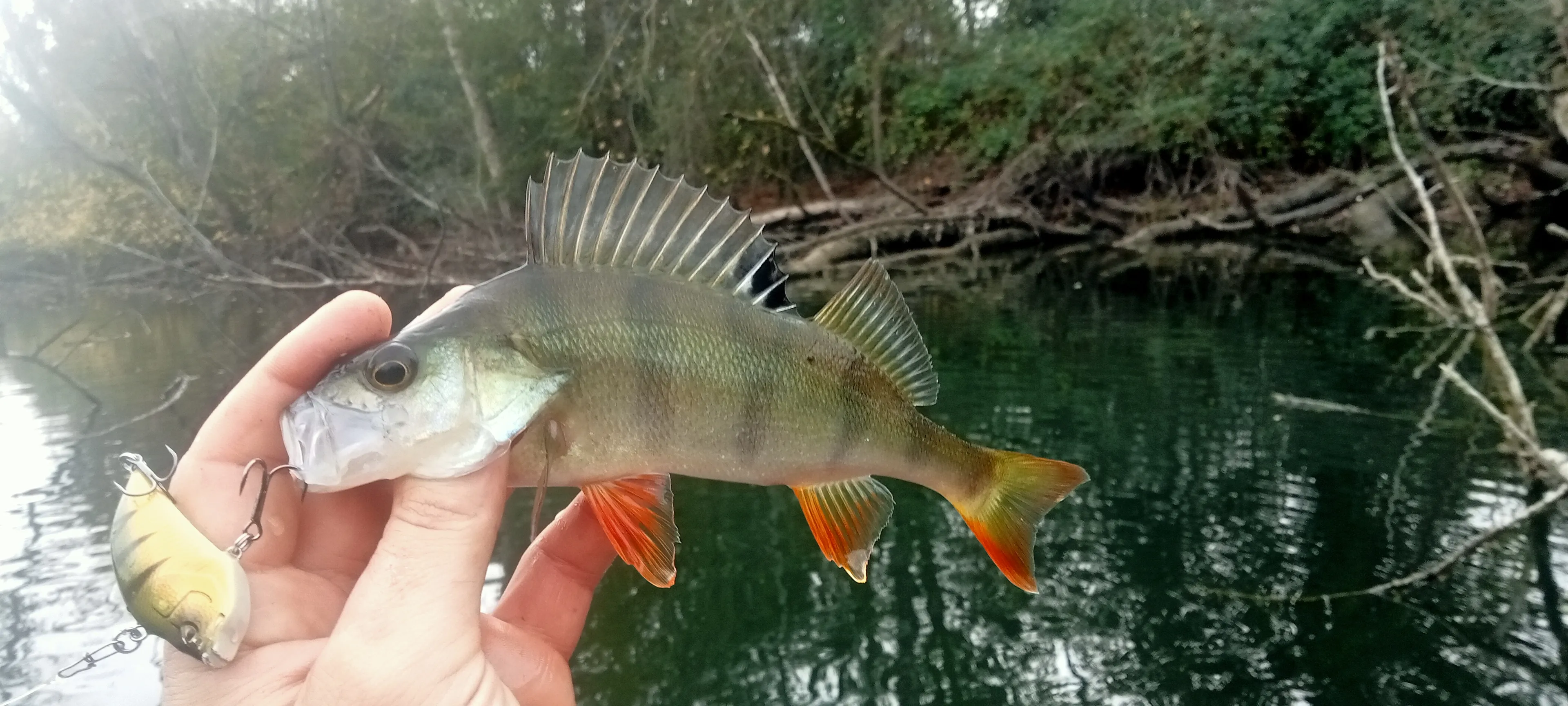 Deux étangs de 3ha à louer dans les Landes