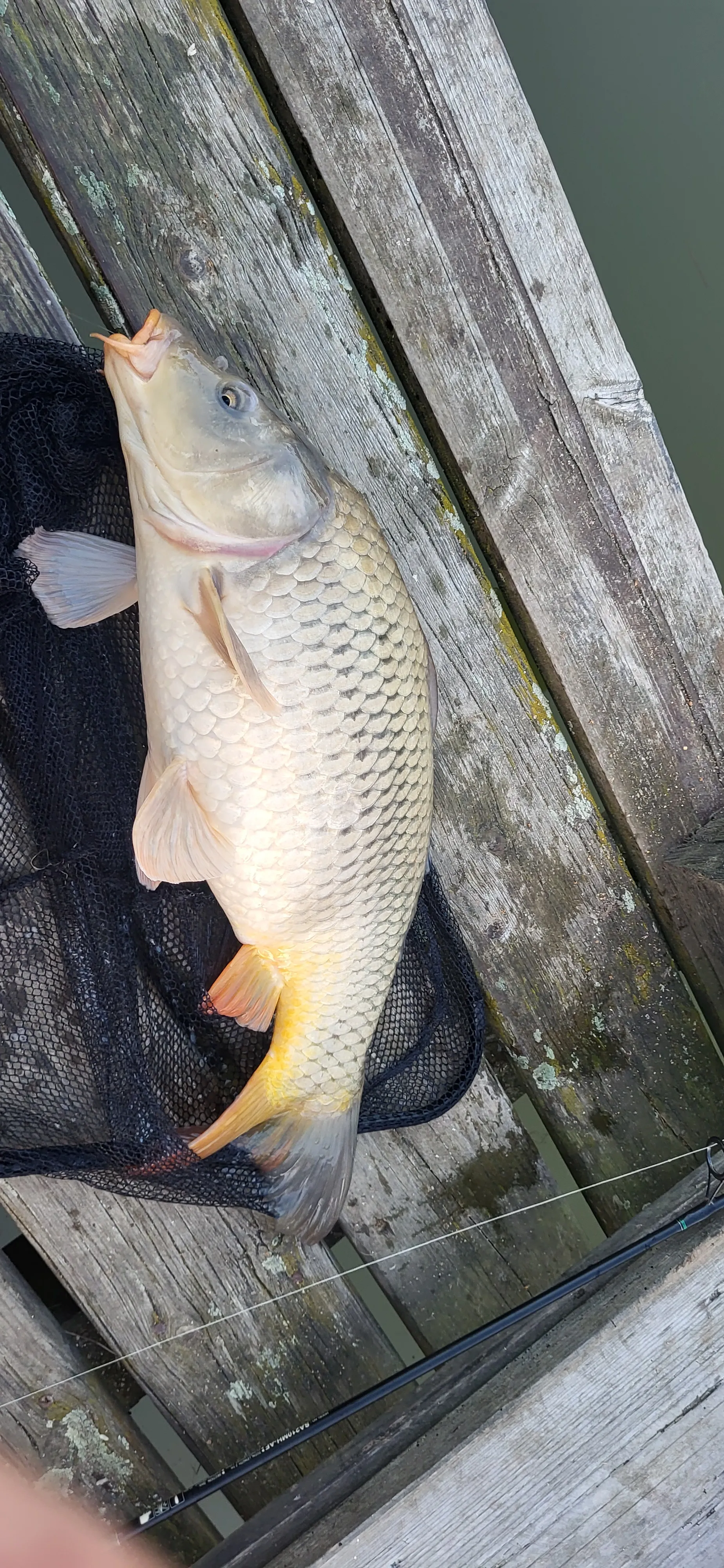 Location d'un étang avec sa cabane en bois à 1h de Lyon