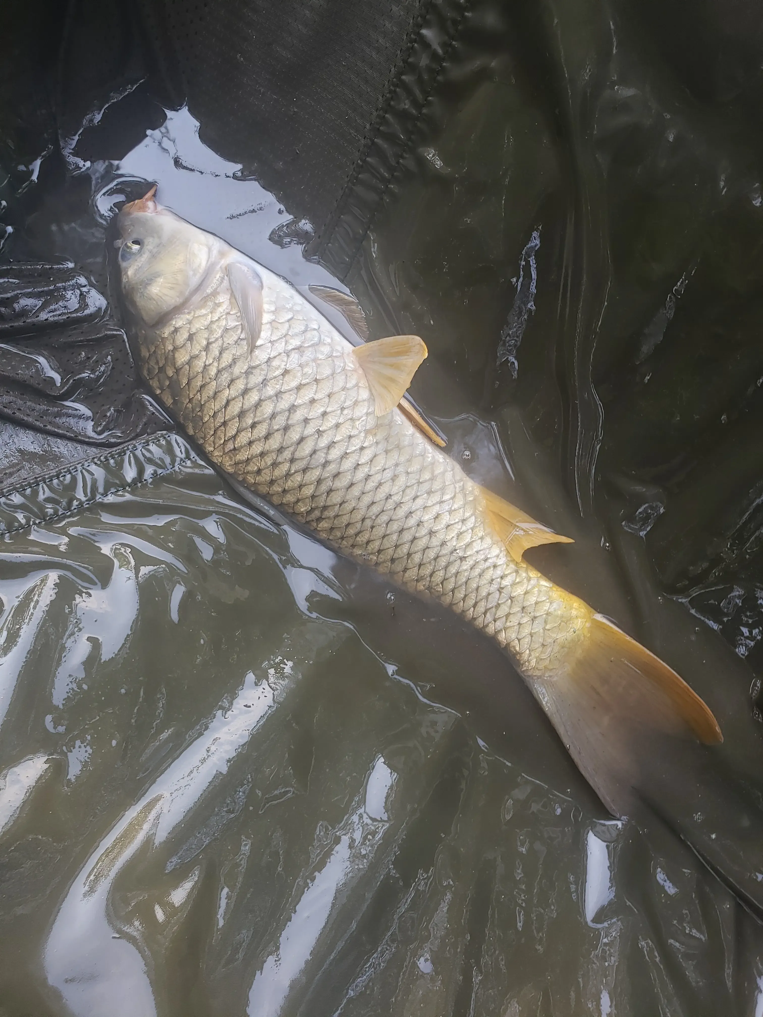 Etang au calme, pêche et détente avec terrain de pétanque