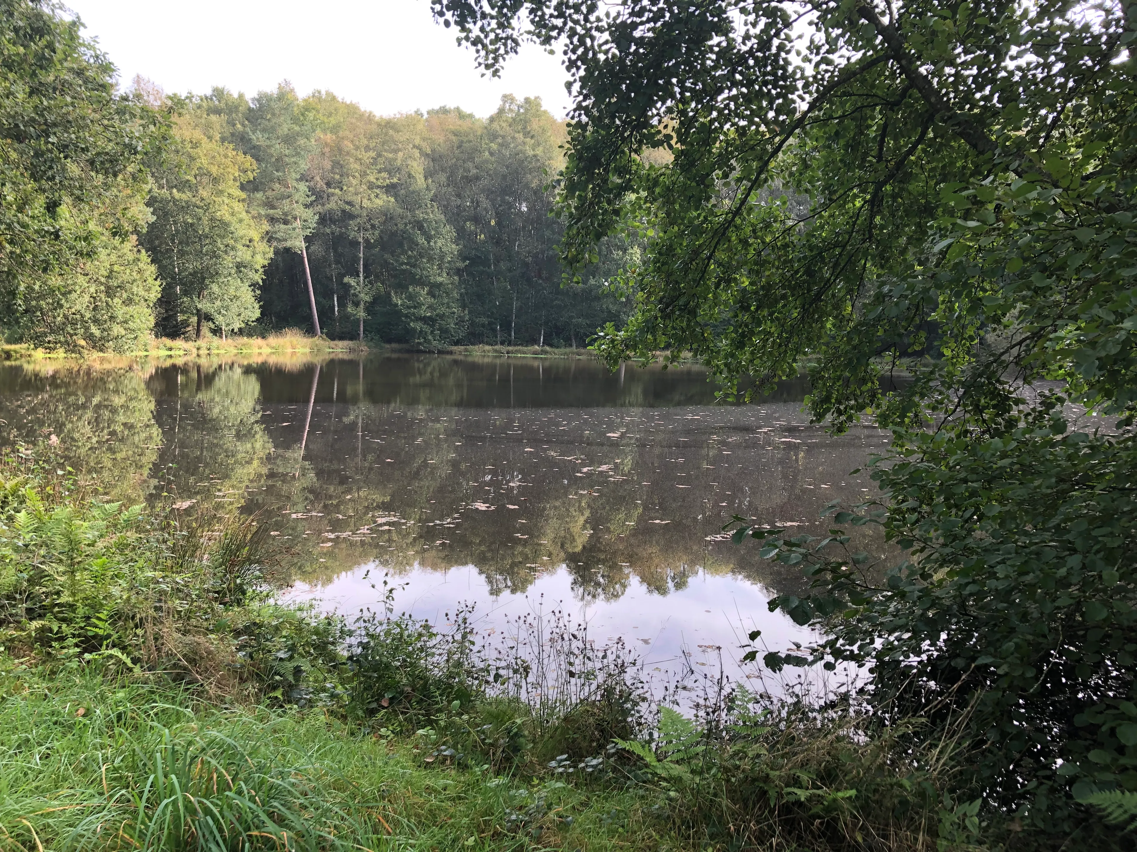 Gite de pêche dans l'Orne, chalet avec accès à 4 étangs privés