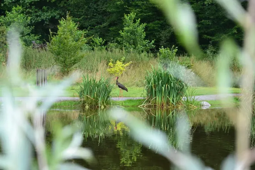 Cabane perchée en Wallonie – de 2 à 4 personnes – en lisière de rivière sauvage et d'étangs de pêche