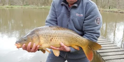 Cabane perchée en Wallonie – de 2 à 4 personnes – en lisière de rivière sauvage et d'étangs de pêche