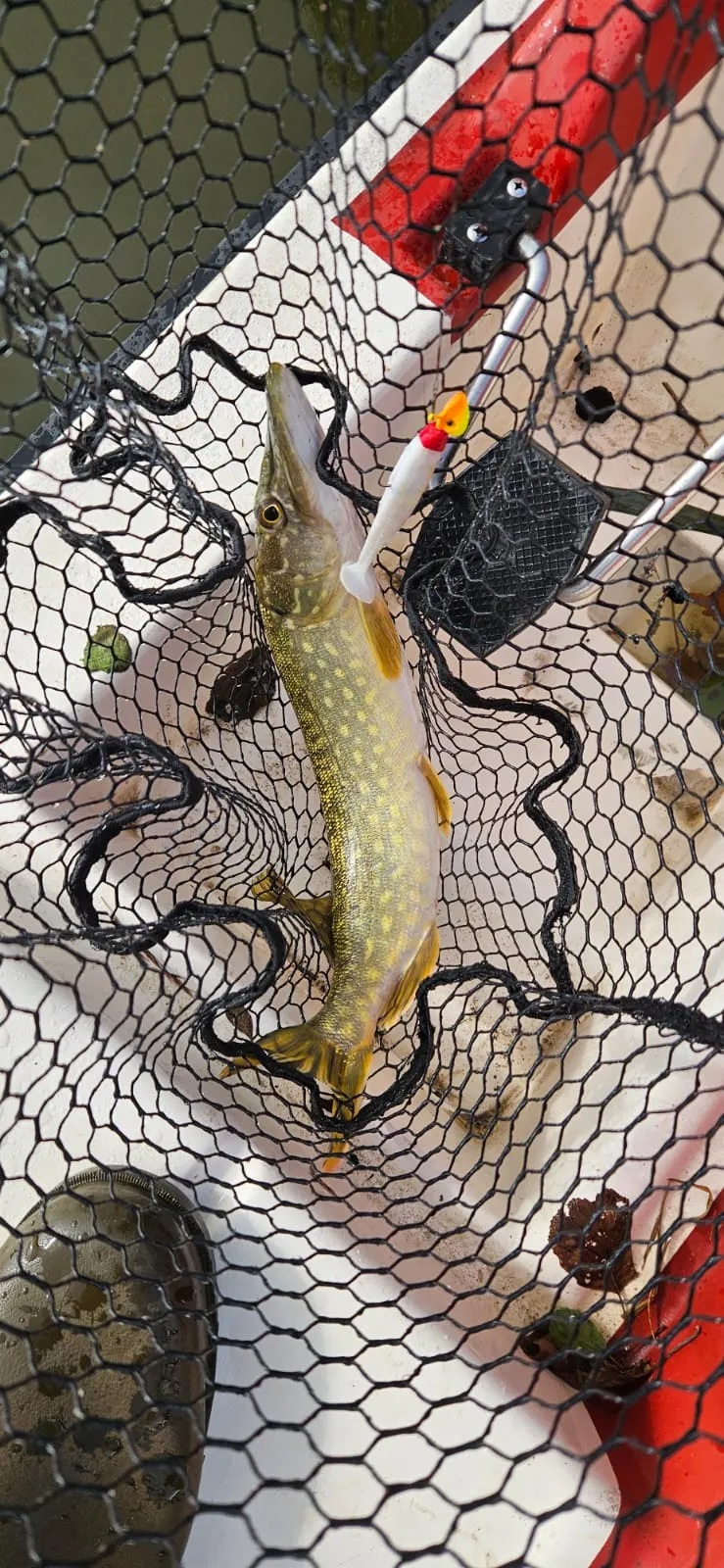 Poste de pêche / journée de pêche sur un étang de 11ha