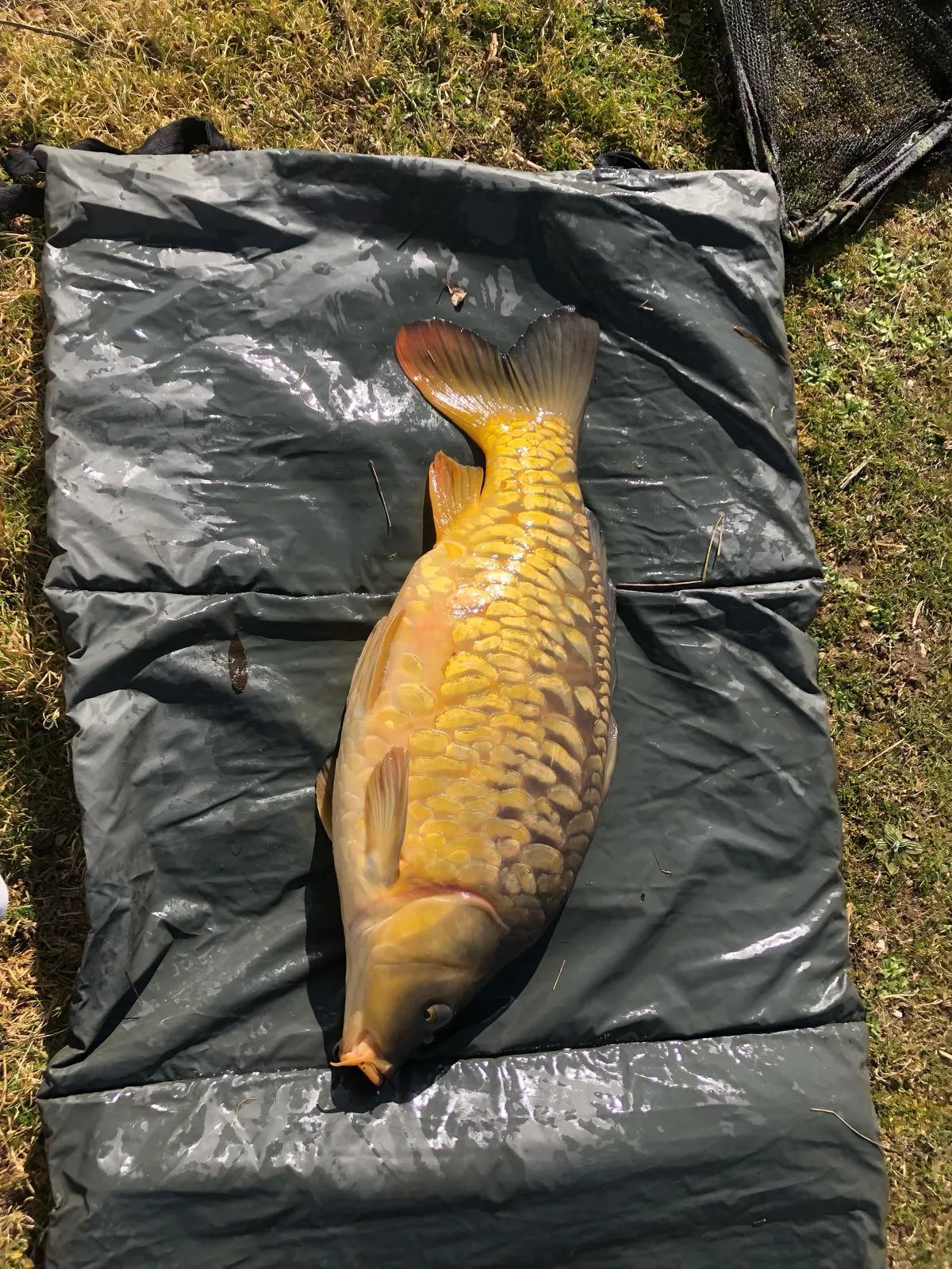 Gîte neuf avec jardin privatif, forêt et étang privé