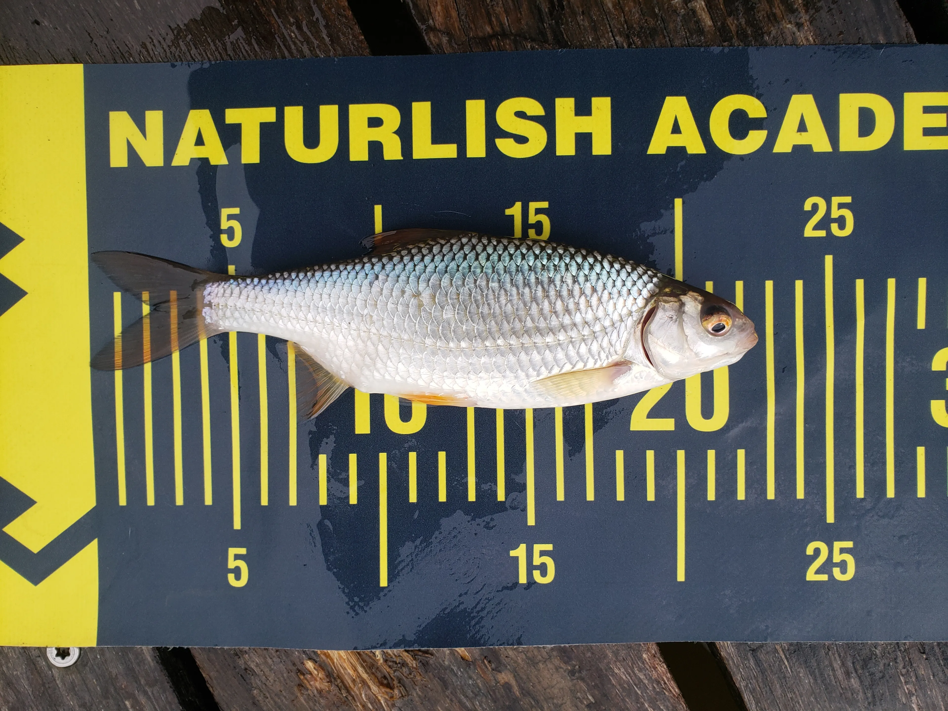 Chalet avec étang privé au cœur d’une propriété de 10 hectares