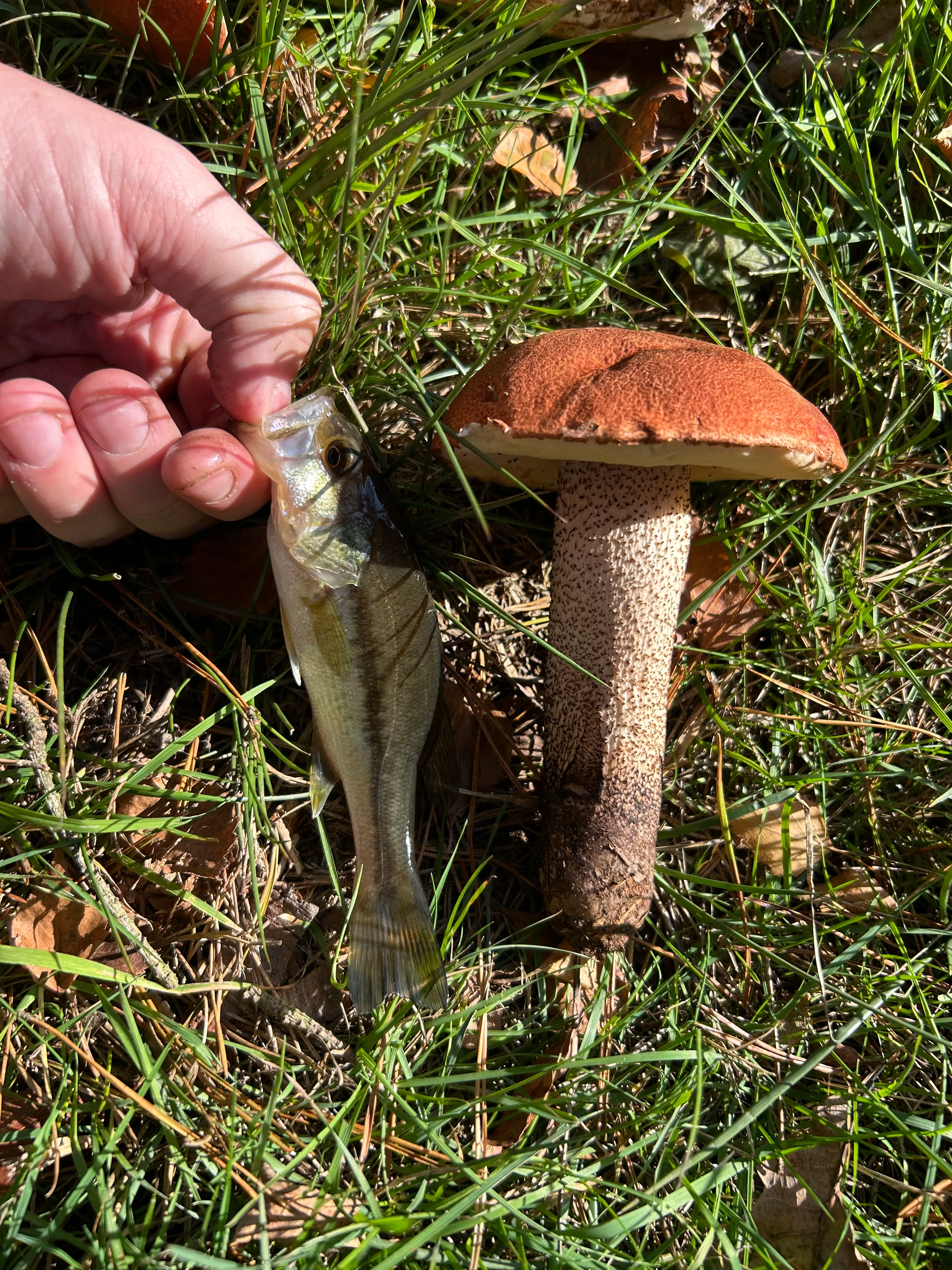 Gite de pêche dans l'Orne, chalet avec accès à 4 étangs privés