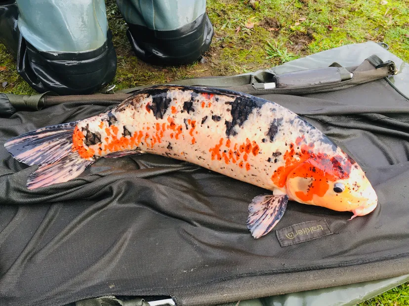 Séjour pêche et nature en tente tout équipée