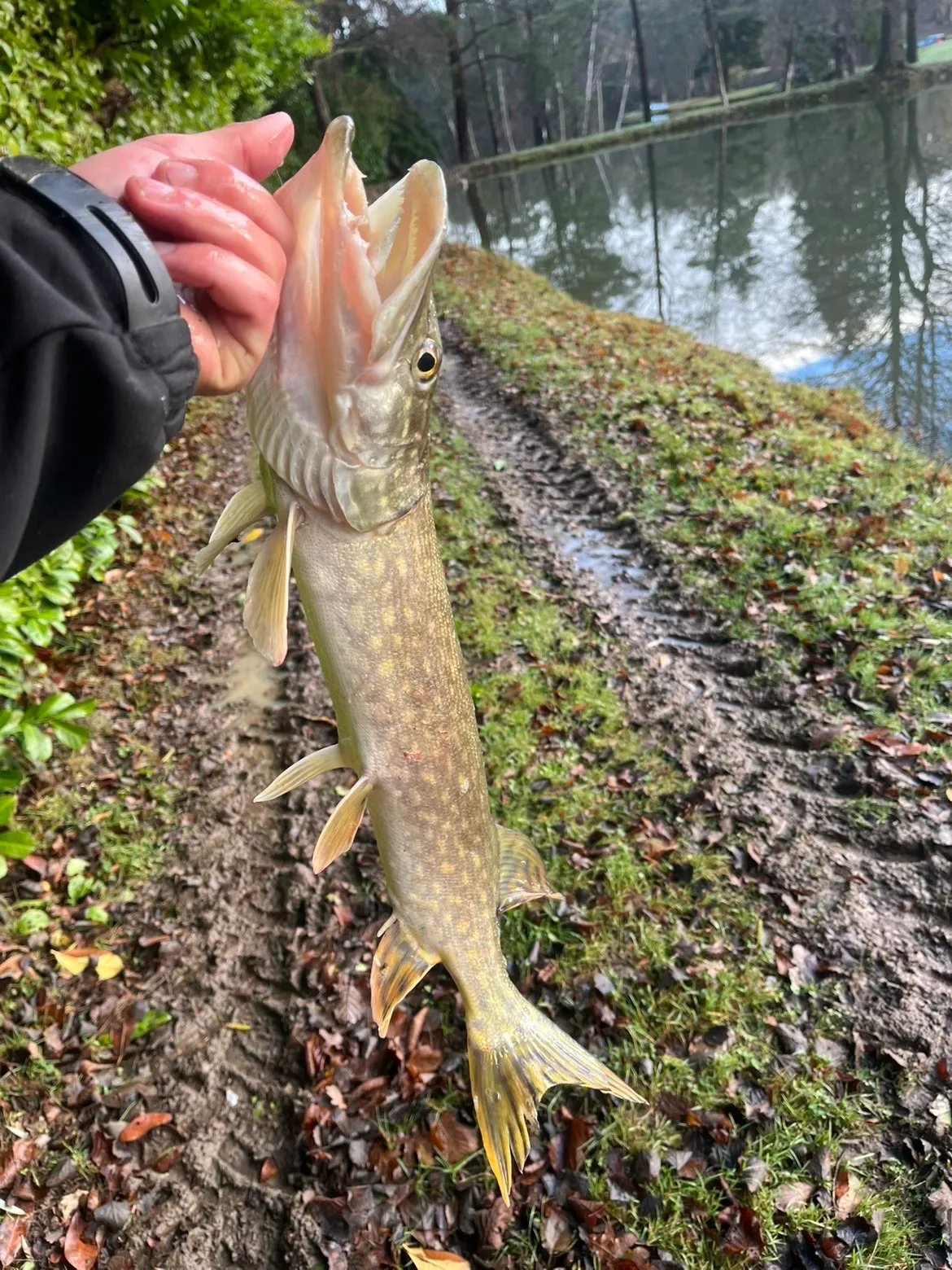Gite de pêche dans l'Orne, chalet avec accès à 4 étangs privés