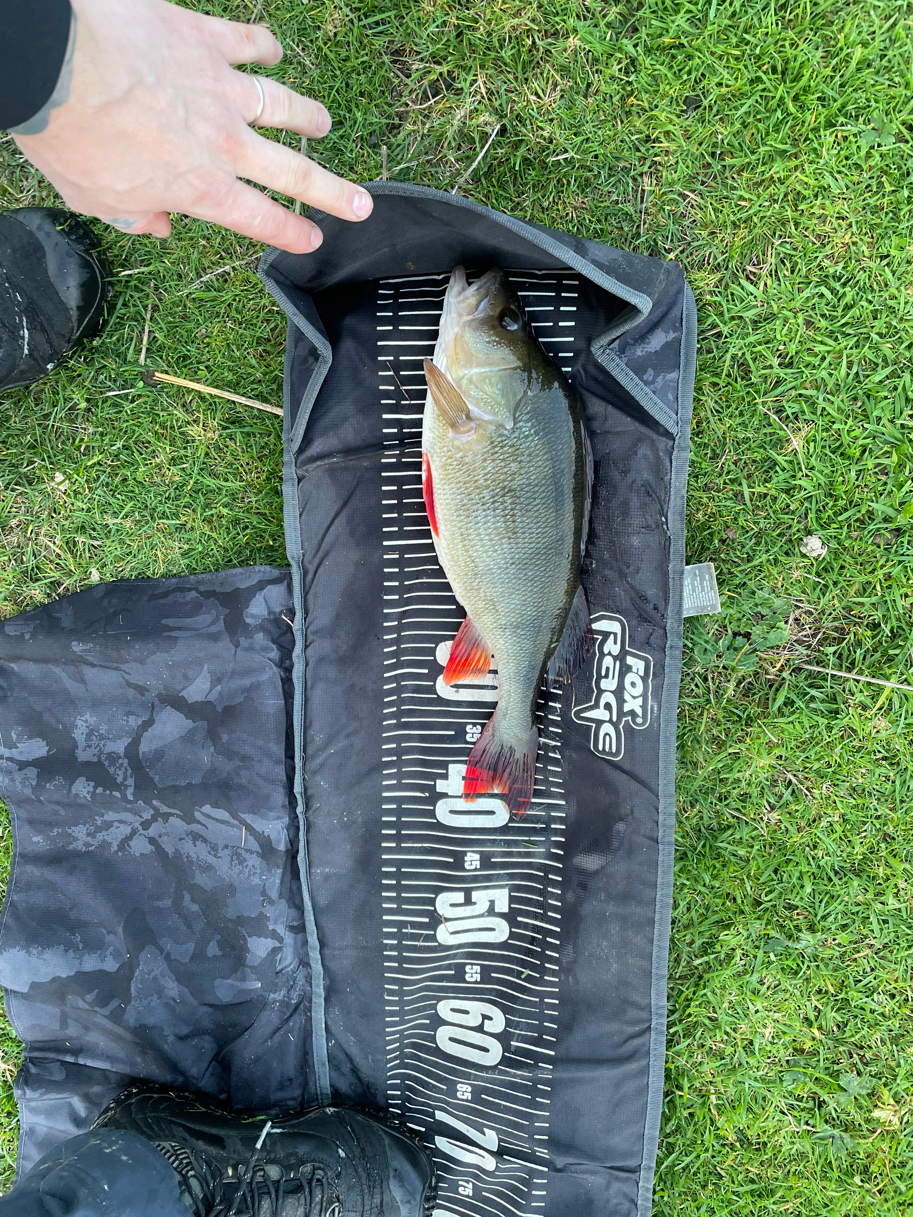 Gite avec 3 étangs au coeur d'un élevage d'alpagas.