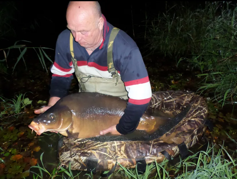 Privatisation étang 12 ha à Chêne Bernard (Jura), pêche nature carpe, brochet, silure no kill.