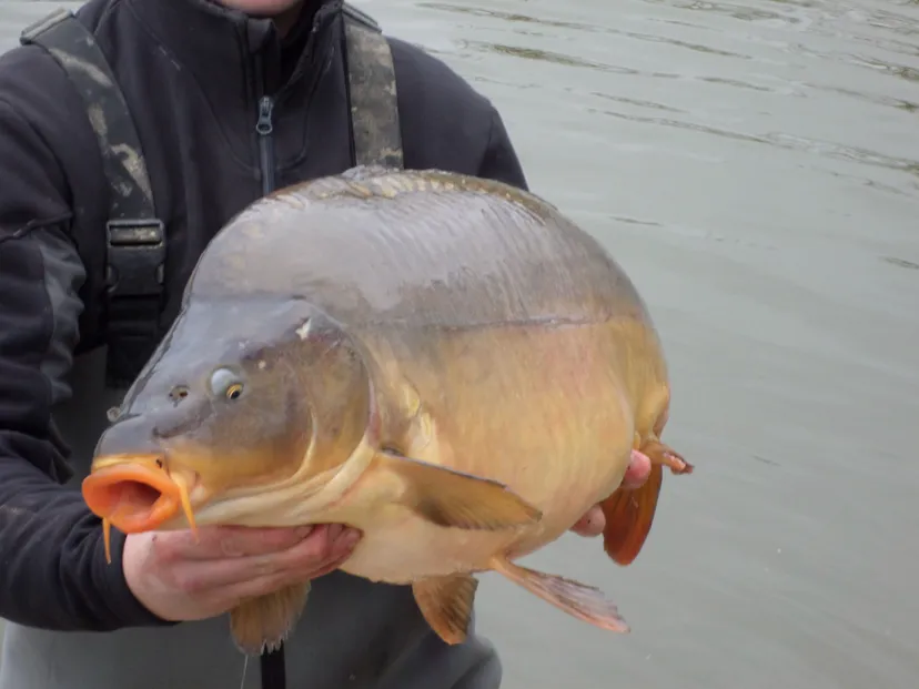 Privatisation étang 12 ha à Chêne Bernard (Jura), pêche nature carpe, brochet, silure no kill.