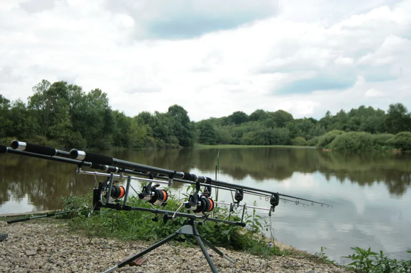Privatisation étang 12 ha à Chêne Bernard (Jura), pêche nature carpe, brochet, silure no kill.