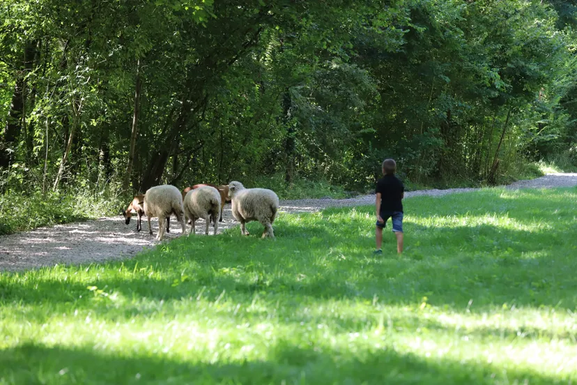 Yourte au cœur d’un parc de deux étangs avec des animaux en liberté