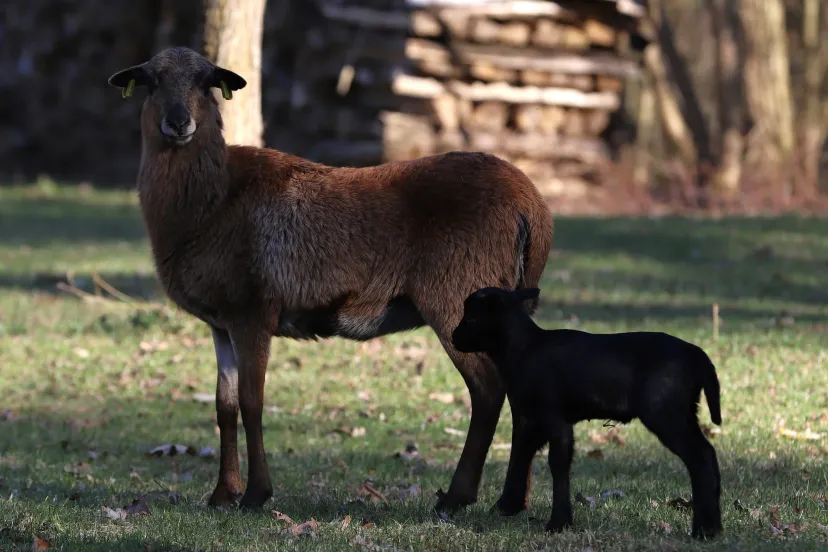 Cabane flottante sur un étang de 4 hectares, dans un parc avec des animaux en liberté