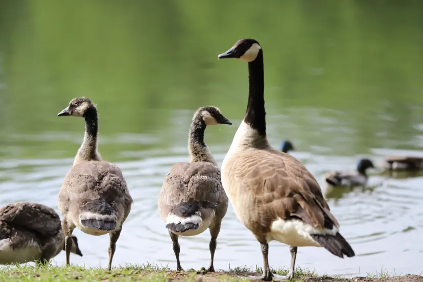 Cabane flottante sur un étang de 4 hectares, dans un parc avec des animaux en liberté