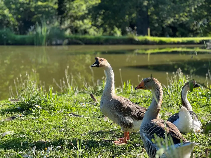 Chalet en bois au bord de l’eau en Nouvelle-Aquitaine – séjour nature pour 4 personnes