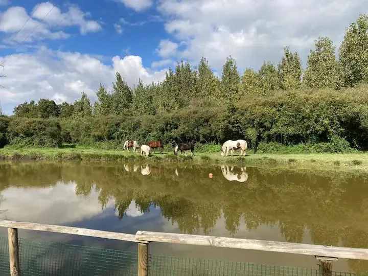 Mobil home en pleine nature avec étang privé et animaux sur la propriété