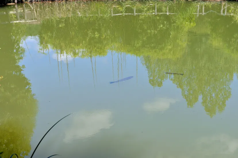 Gîte avec accès 2 beaux étangs et une piscine en Aquitaine - ACA