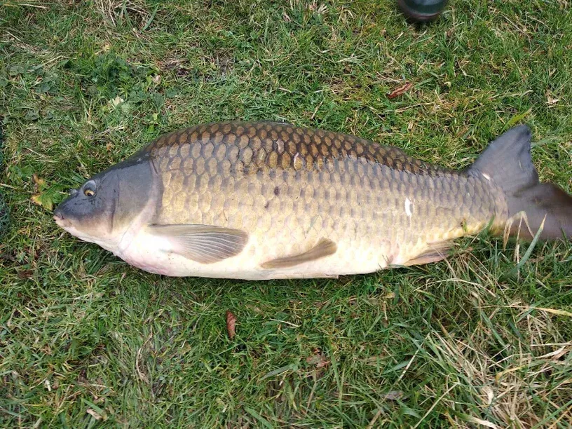 Grand étang 4 ha privé pour une pêche 24h sur place en Ardennes