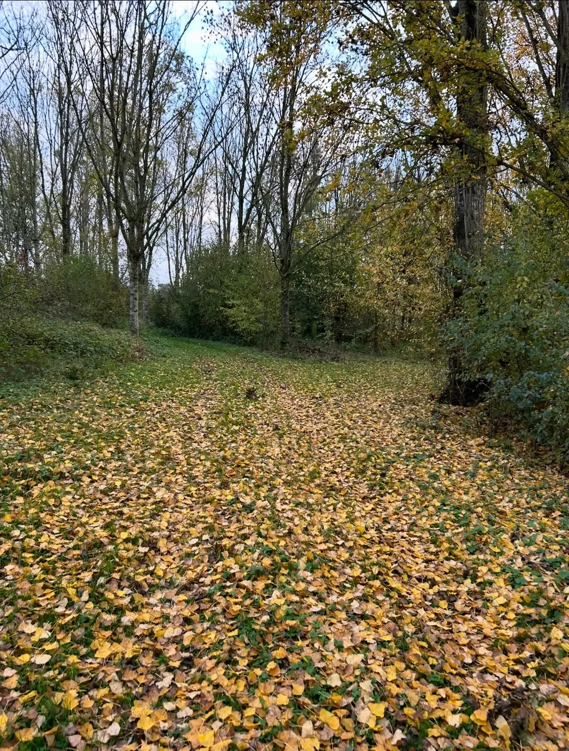 Etang de 2ha pour une pêche sportive dans Marne