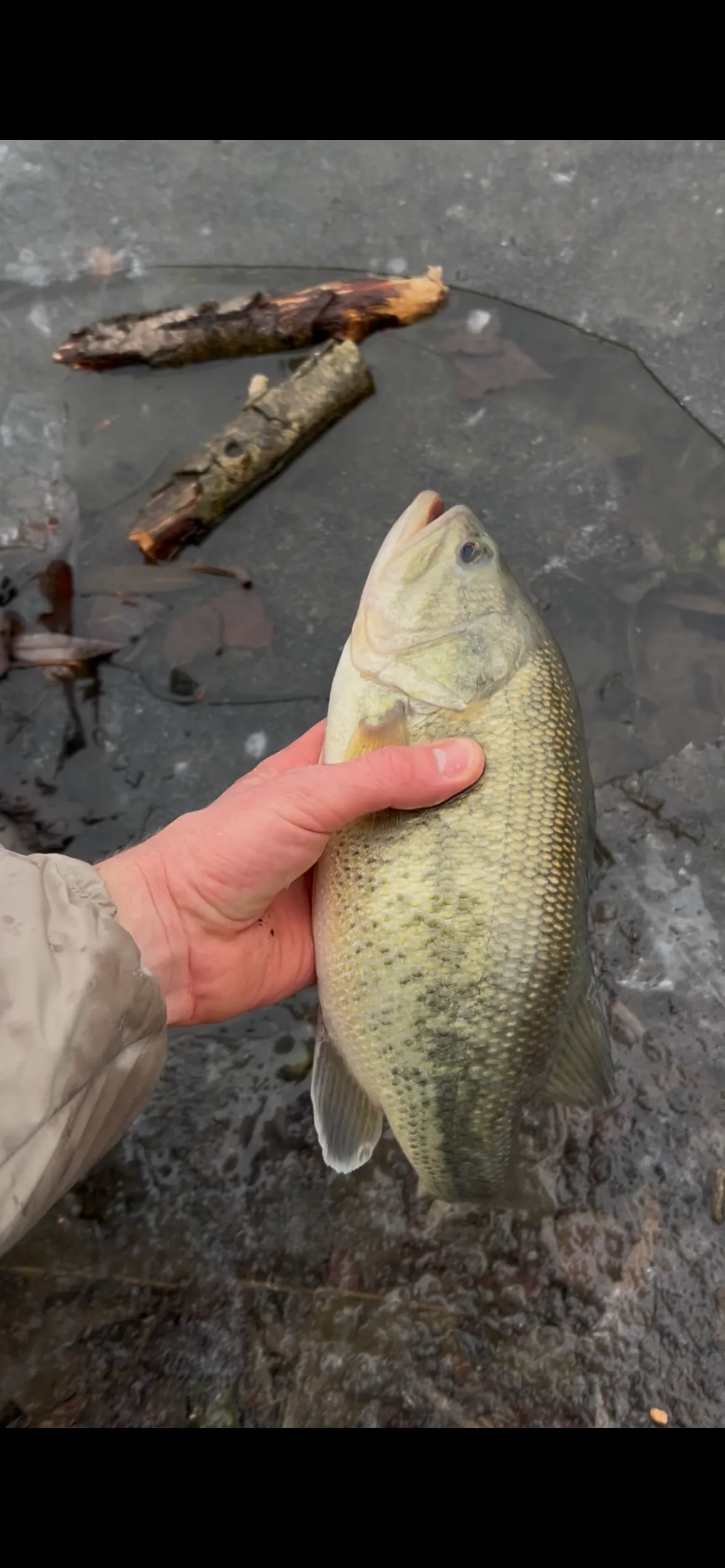 Etang de 2ha pour une pêche sportive dans Marne
