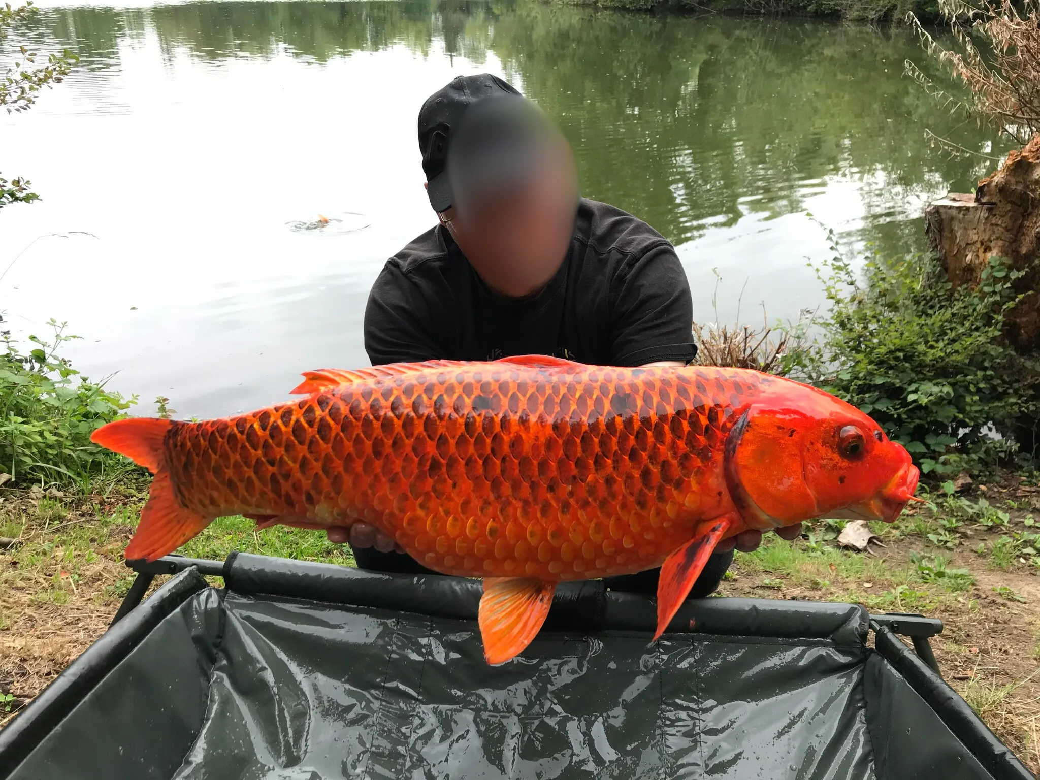 Etang de pêche à la carpe en Moselle