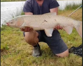 Rent pond for fishing of 12.36 ac