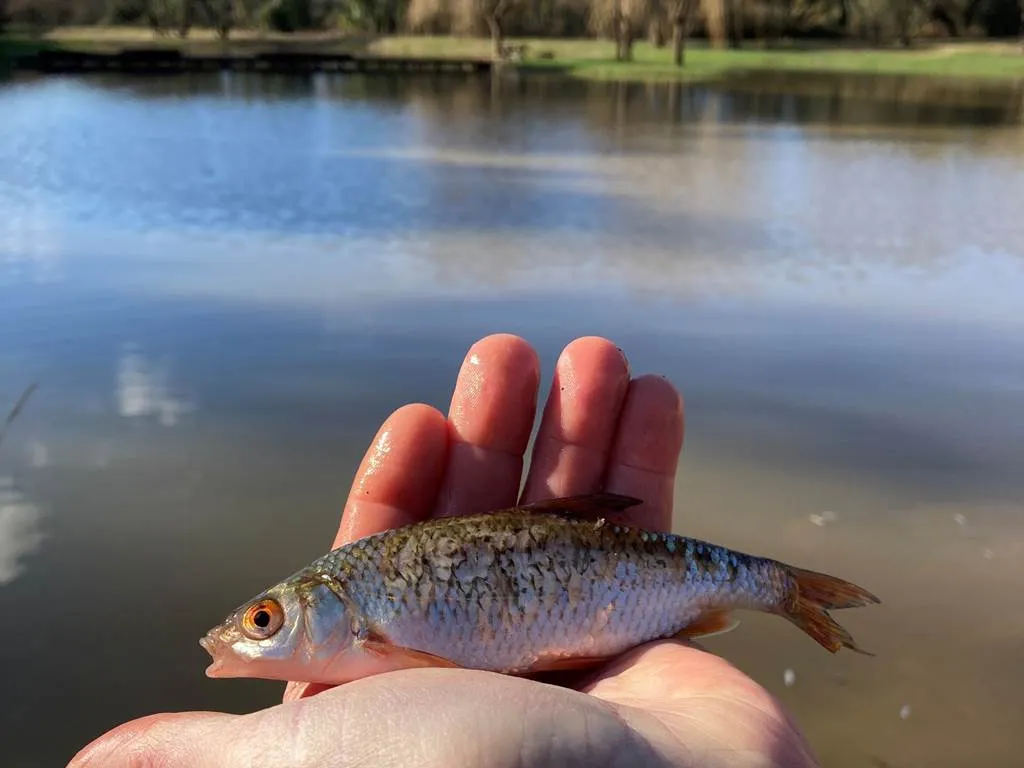 Ecolodge sur étang – Pêche no kill et immersion nature en Morbihan
