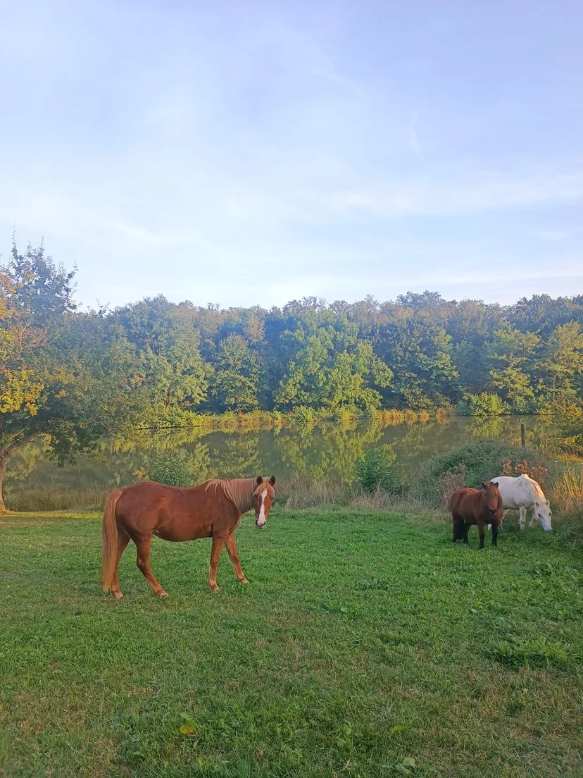 Gîte PMR en bord d'étang sur propriété